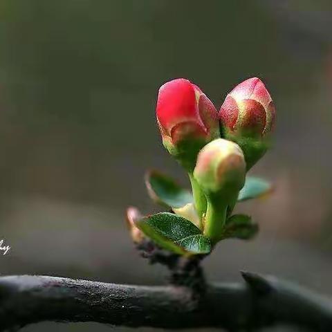 朱颜辞镜花辞树，最是人间留不住