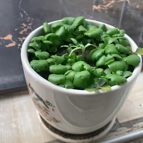 无屏编程项目式学习2