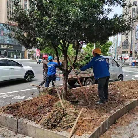 鹰潭市园林绿化管理处城区裸露土地绿化美化整治工作（三）