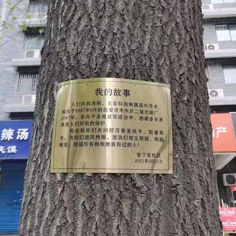 张家堡街道舍下省社区党支部书记和一棵泡桐树的故事
