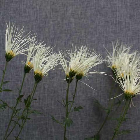 赏菊