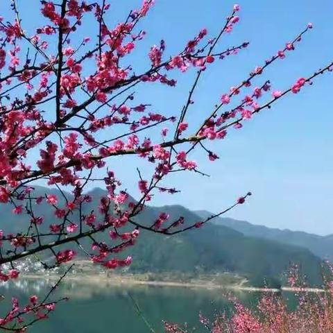 沃洲湖赏花