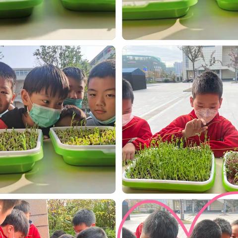 班级田园劳动忙 水培植物践真知 ——富康路校区“田园班级”劳动实践活动