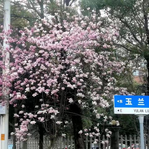 春暖花开 万物可爱