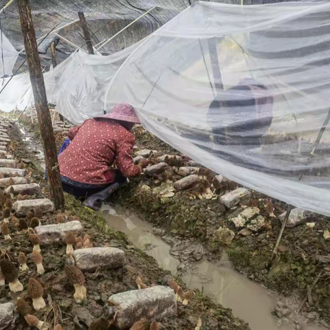 “小菌伞”趟出乡村振兴新路子