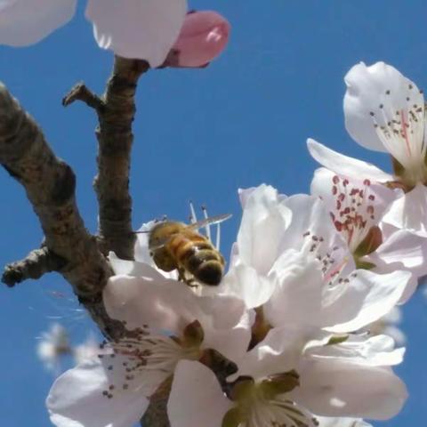 千呼万唤始出来。，又是一年桃花开，桃花美桃花开。粉红笑脸惹人爱。殷红片片温暖人间。