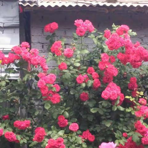 月季花也叫月月红。一年四季都开花。四五月份是花开最旺盛的季节。