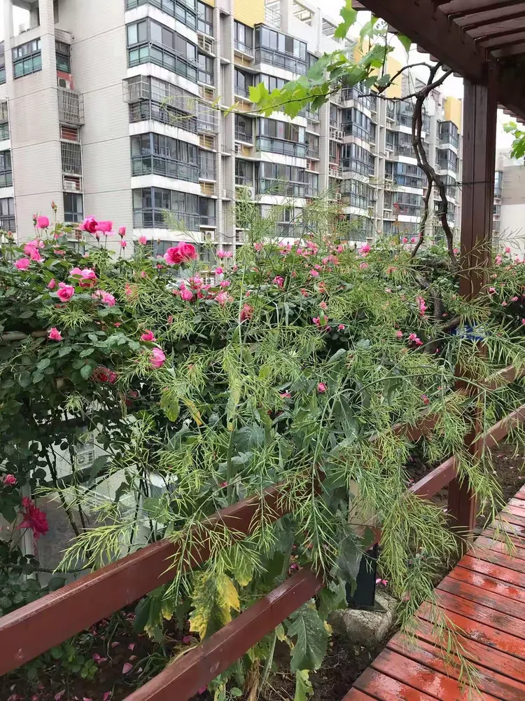 幼儿园空中花园