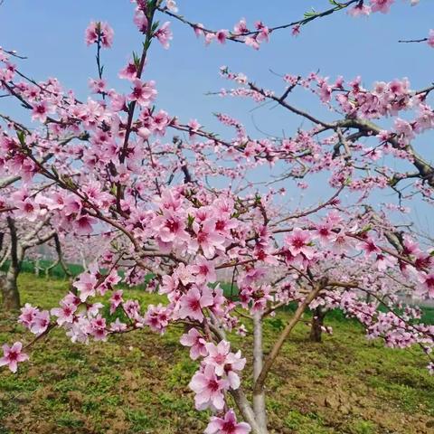 醉是一年赏花季春风十里不如你