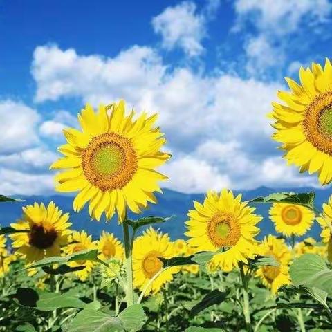 四里庄小学月考总结大会