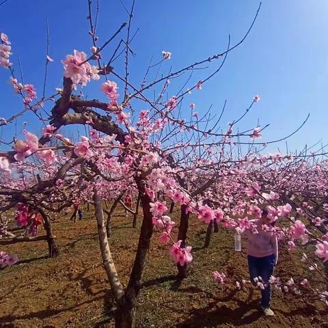 四里庄小学踏春远足活动