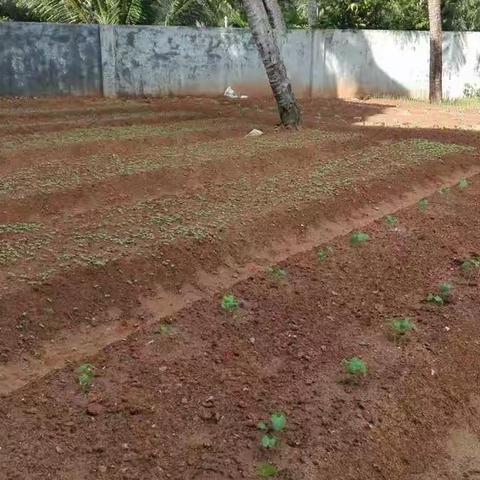 烟墩小学环境整治