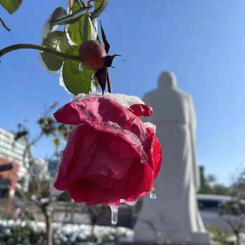 【景苑学校】当立冬邂逅初雪，景苑校园美成童话~~