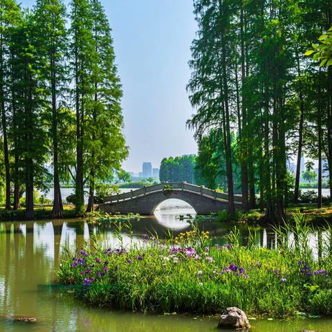 520话“花菖蒲”