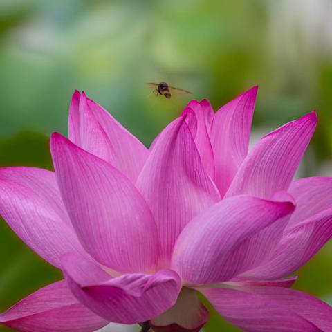 鼋渚夏花，为荷而来。