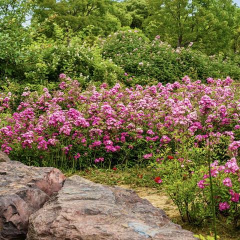 清欢岁月，不负五月天。