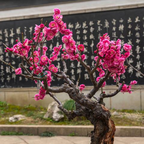 梅兰竹菊，各显风䪨