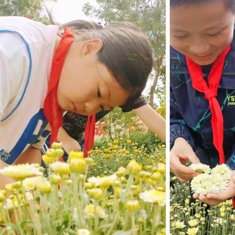 菊花盛开旺，少年劳动忙