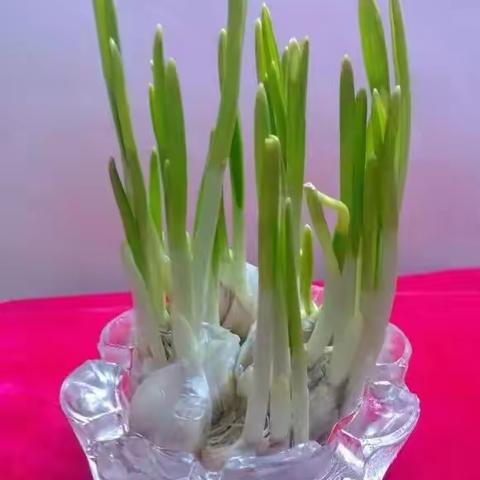 综合活动课    水培蔬菜