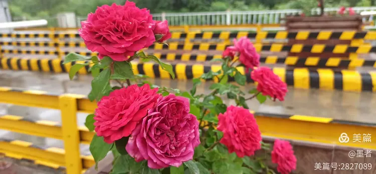 芍药苗价格批发