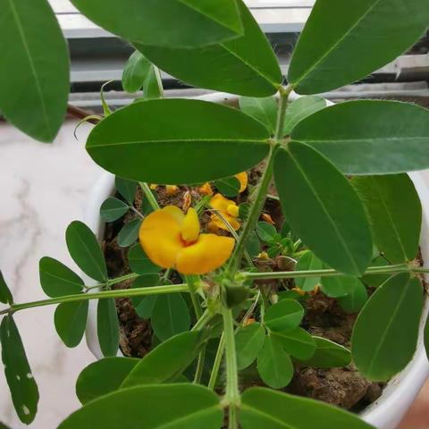 我种的花生要结果啦！