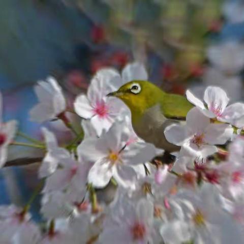 春暖花开争奇斗艳