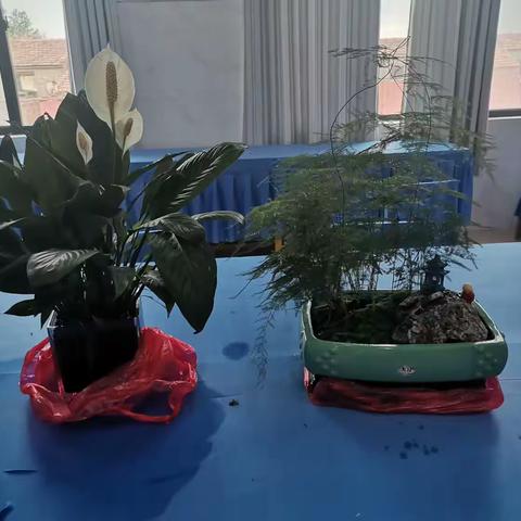 汉字绿植班会图片