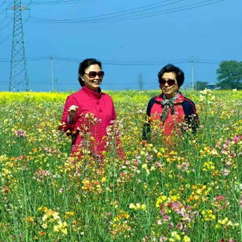 多彩油菜花 惊艳后白镇