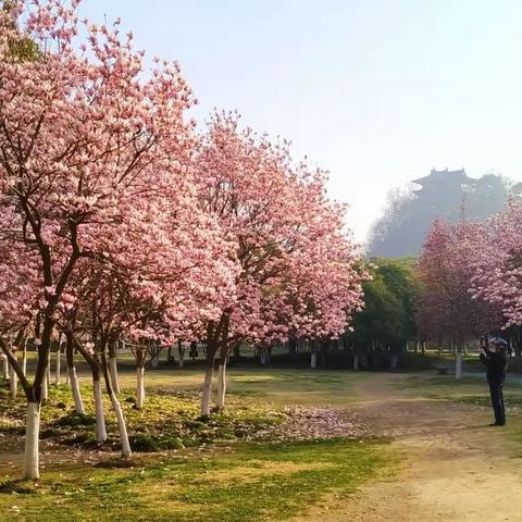 玉兰迎春