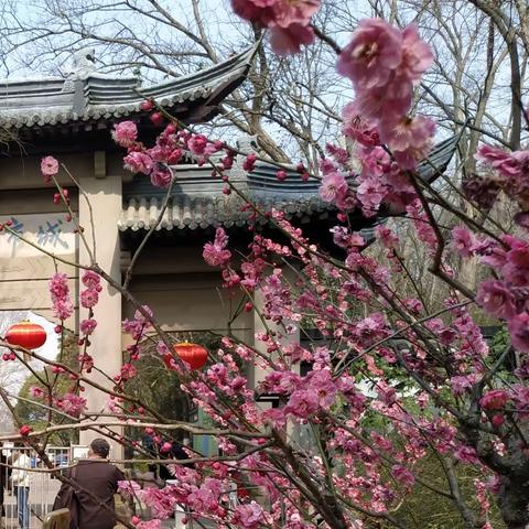 踏春访梅