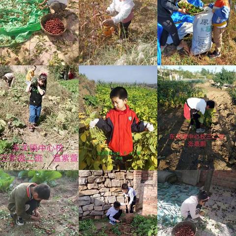 东关镇中心校“红领巾走进丰收节”