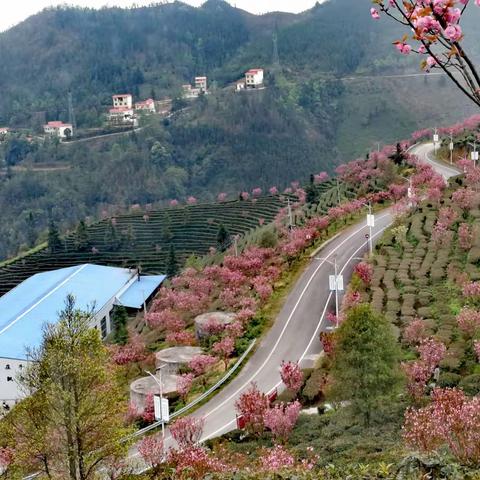 不一样的假期，不一样的教育——记田东县第九小学“停课不停学”课程整合集锦