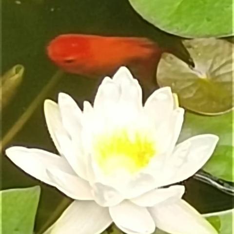 谷雨时节庭院小花分享