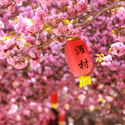 濯村樱花节回顾