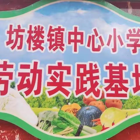 “学农耕之技·享劳动之乐”——坊楼中心小学一（2）班劳动基地掠影