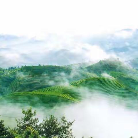 婺城乡村振兴怎么干！看有关专家如何支招