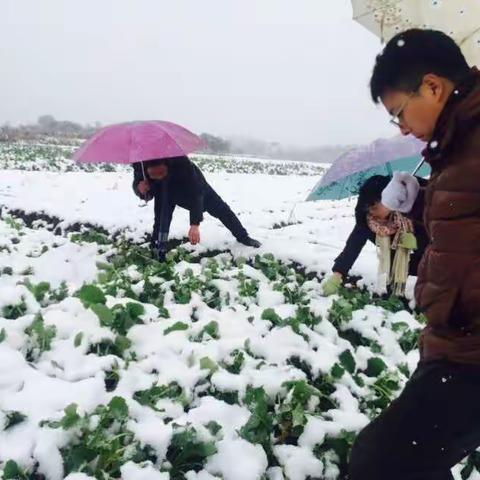 大雪来袭|婺城农林有备而战