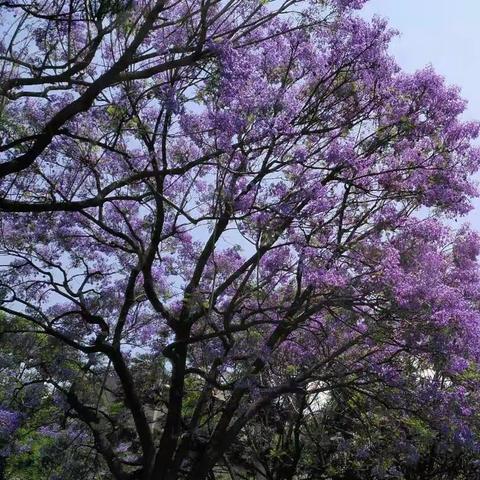 又见蓝花楹