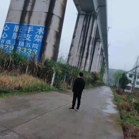 临湖护路的美篇