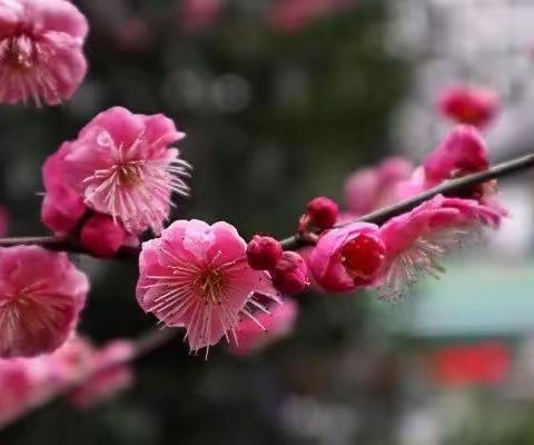 家悦宝贝同成长——一商幼大同大三班幼儿居家与学习活动（1月3日～1月6日）