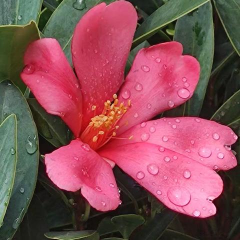 杜鹃红山茶---植物界的大熊猫