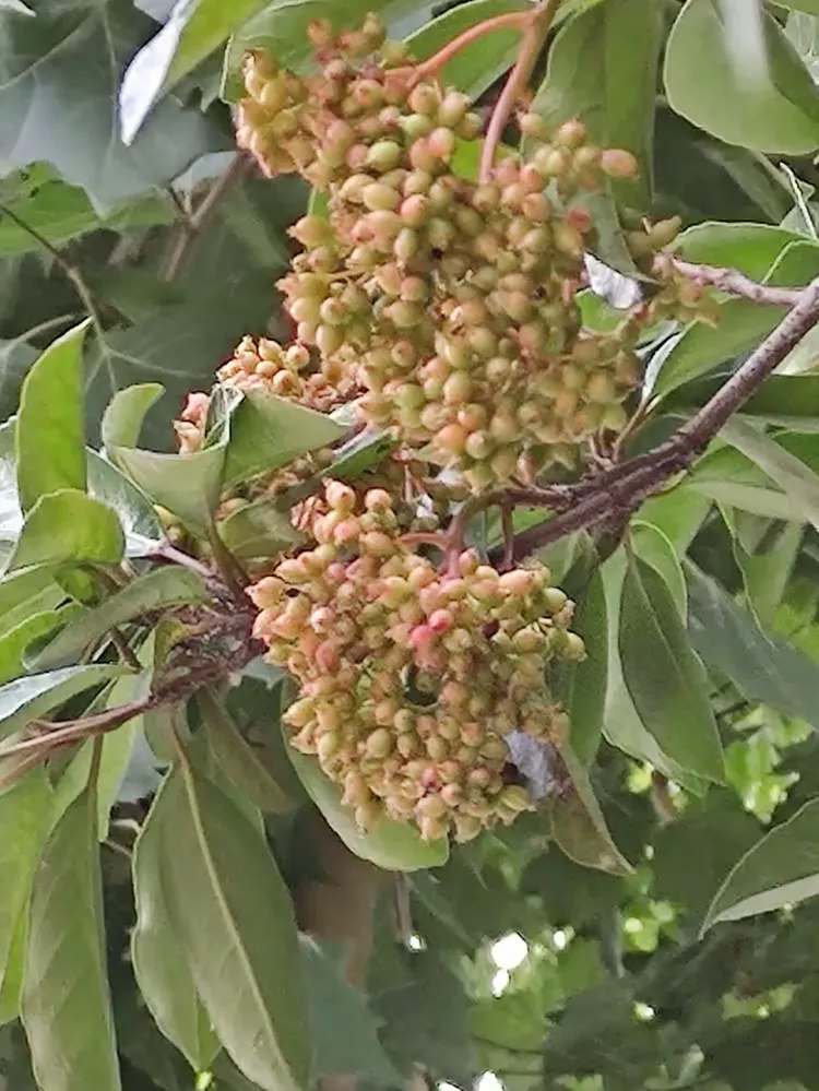 珊瑚树图片药用图片