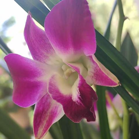 卡特兰—“洋兰之王”