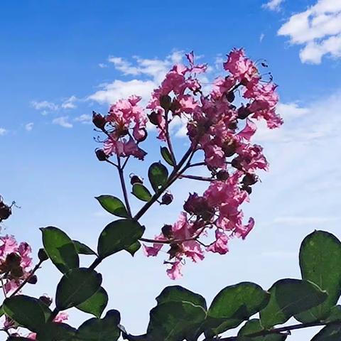 花红百日，锦簇紫薇