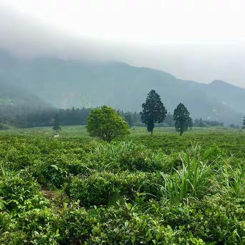 春暖花开，微笑依然