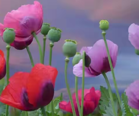 一个人低成本创业项目,现在干什么最挣钱