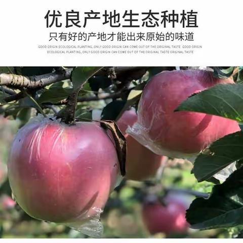 千亩苹果枝头挂，黄河滩民无尽忧！❤️爱心助农❤️