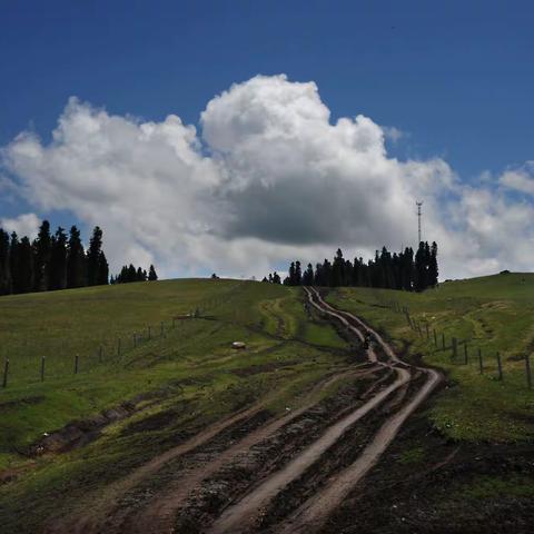 意惹情牵  新疆“黑色莽原”喀拉峻草原之行