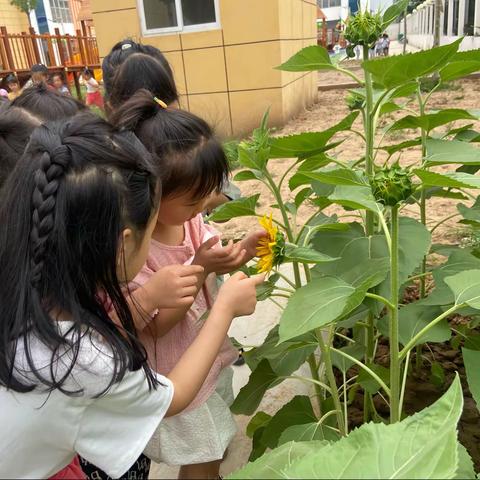 “走进自然，用心观察”中一班自然活动