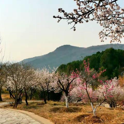 2023京城追春系列——西山春晓